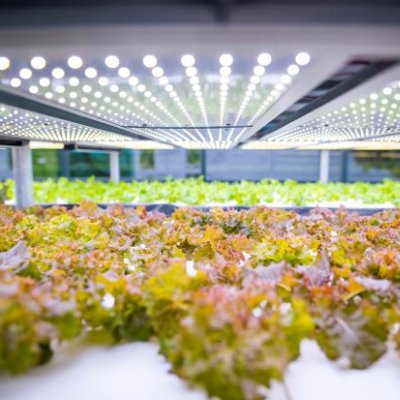 Rows of lettuces growing inside a glass house. Image, 澳门七星图